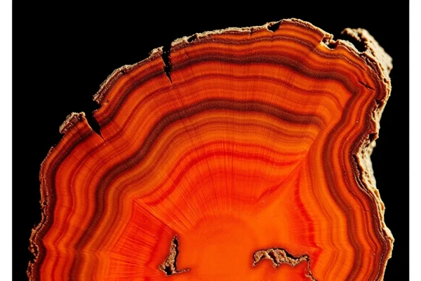 Petrified Wood – Gemstone Encyclopedia